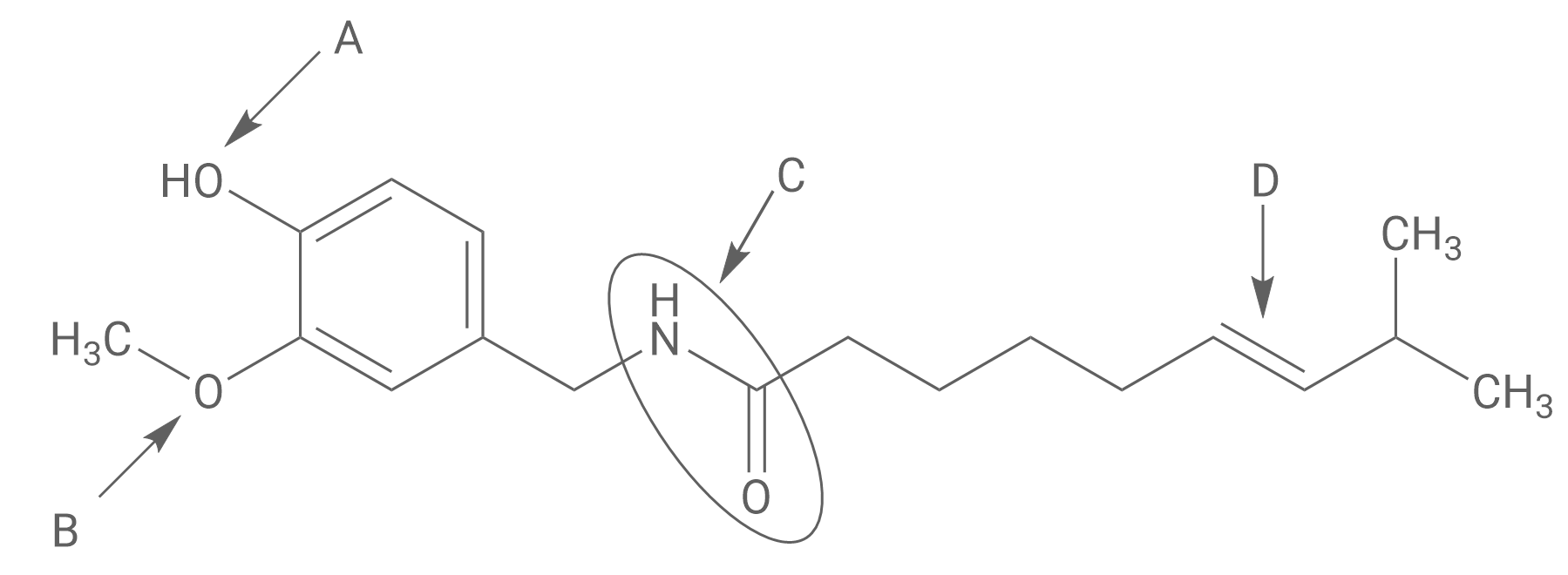 Strukturformel: aromatischer Ring mit OH und OCH3, langer Alkylkette, Amidgruppe (gekringelt) und Doppelbindung, markiert A–D
